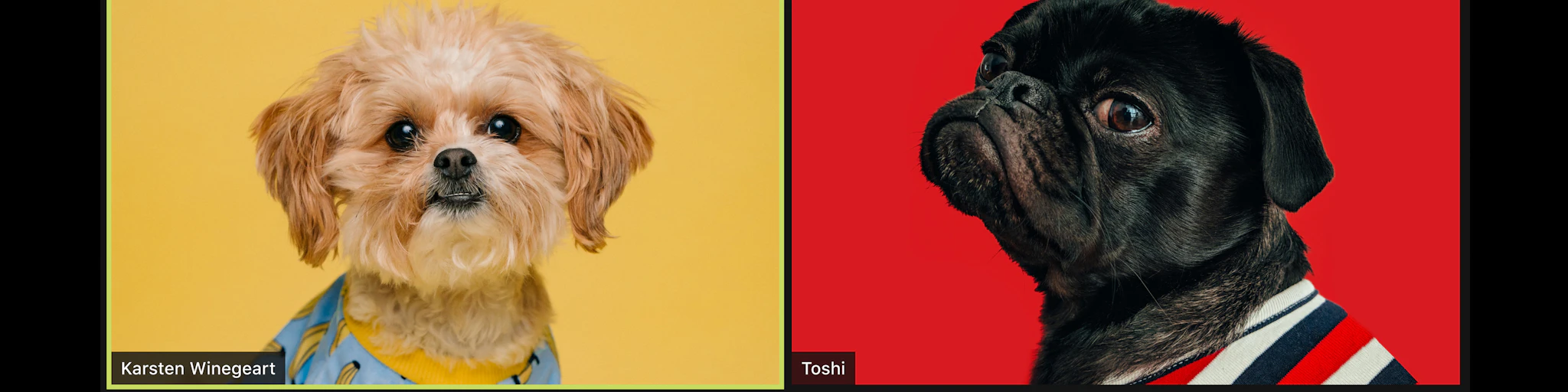black and white pug and brown and white long coated small dog
