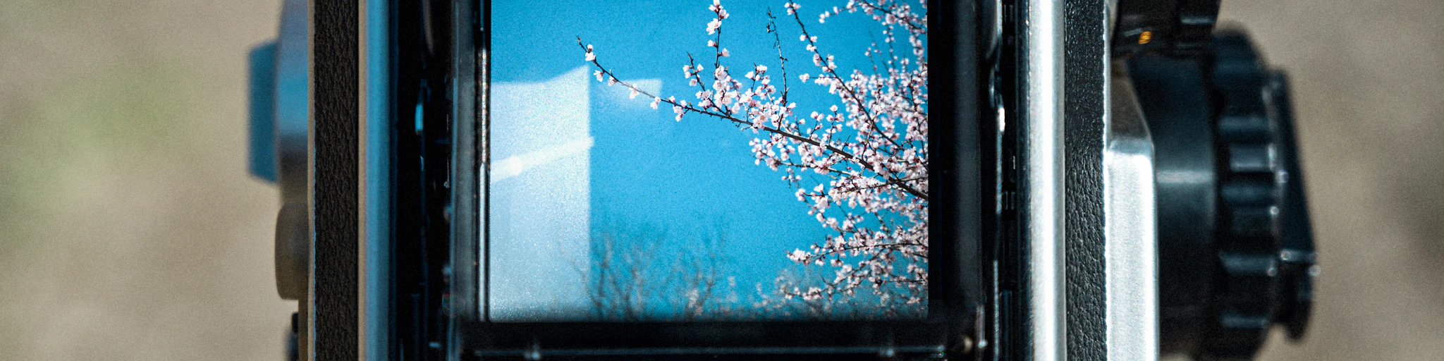 a camera with a picture of a cherry blossom tree
