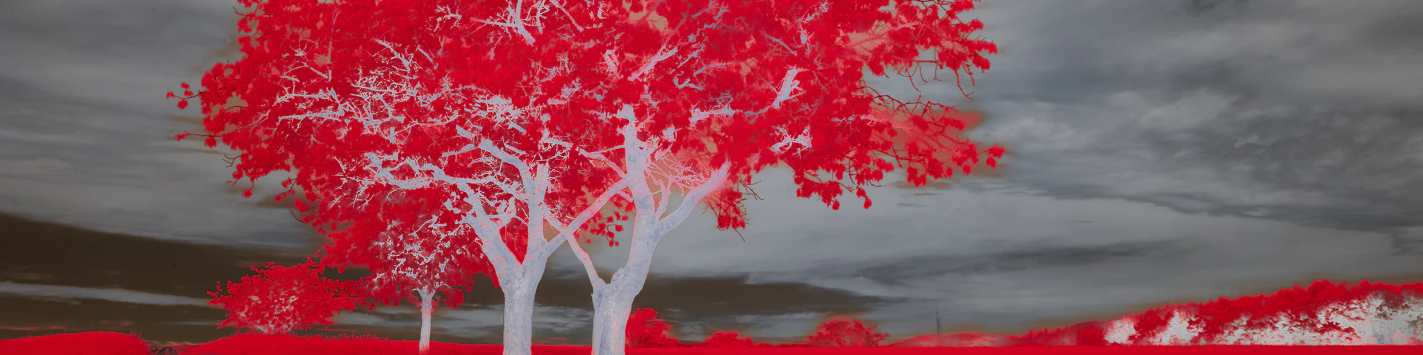Red trees and fields against a cloudy sky.