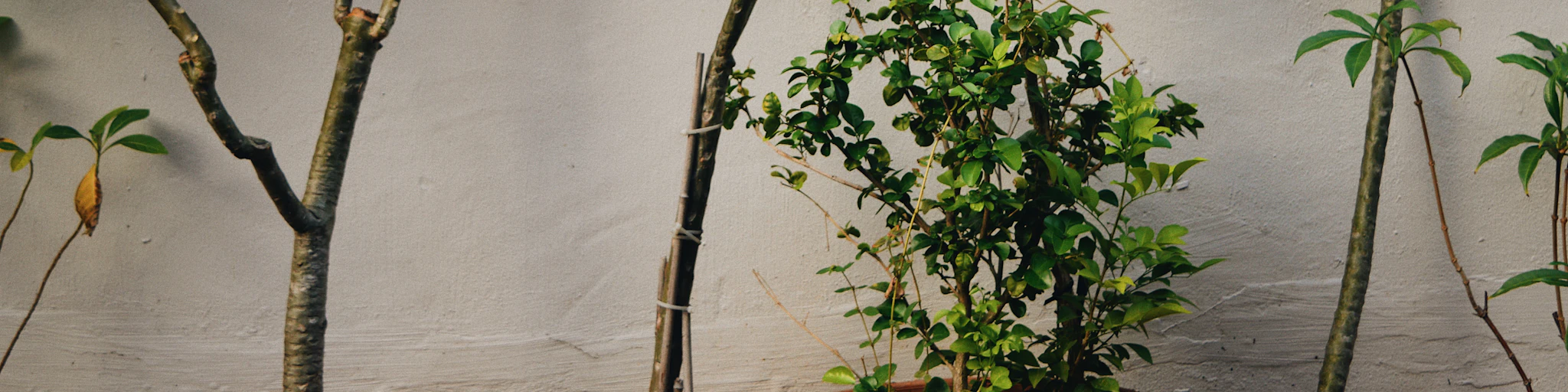 green-leafed plants