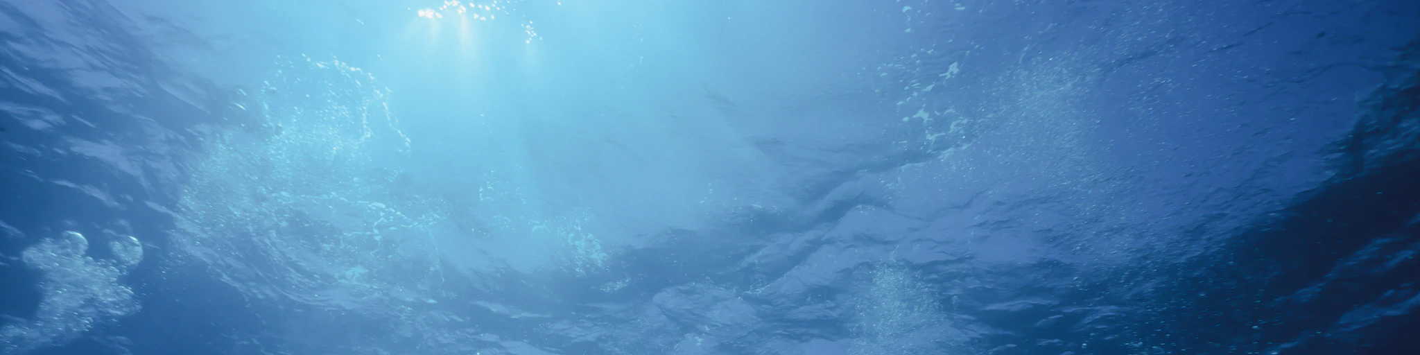 body of water and corals