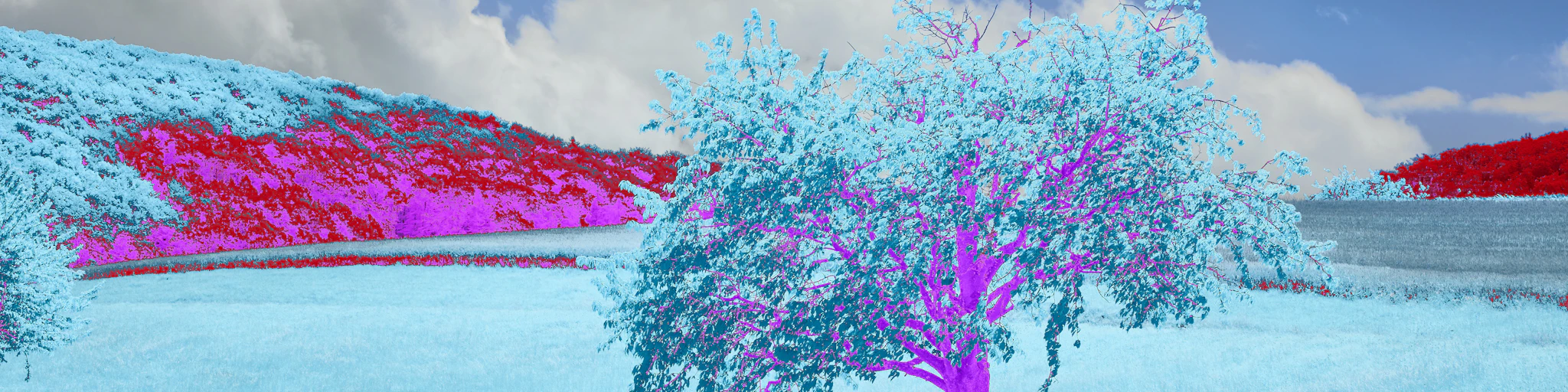 a blue tree in the middle of a field