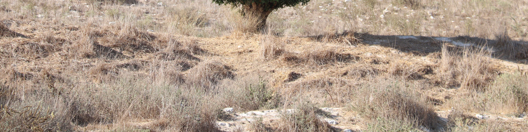green tree on brown field during daytime