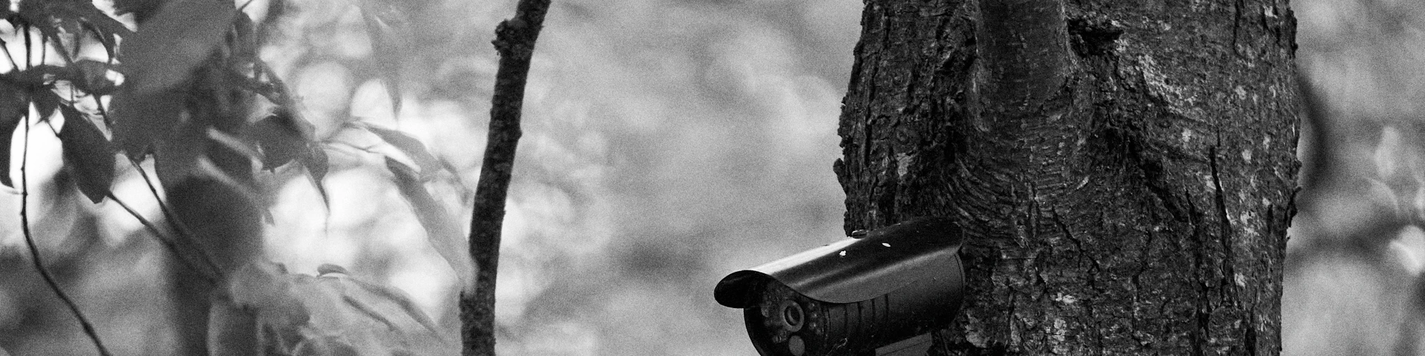 a black and white photo of a camera on a tree